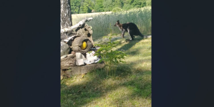 Polițiștii austrieci au prins un cangur care țopăia pe un drum de țară