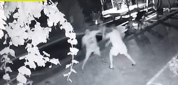 Administratorul și paznicul unui parc de odihnă din Suruceni, bătuți de un grup de polițiști veniți să petreacă. Detalii oferite de proprietarul bazei de odihnă | VIDEO