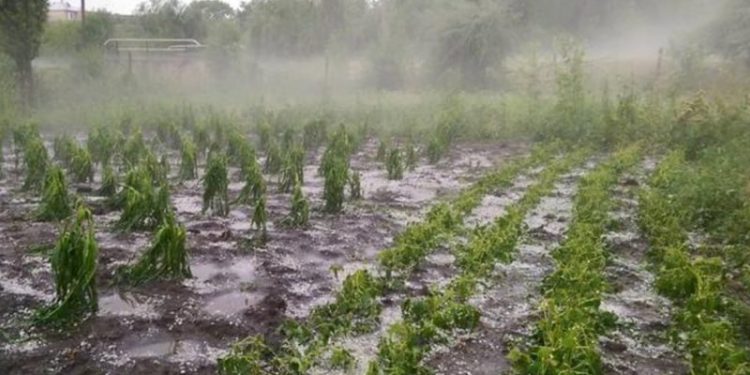 Sute de hectare de livezi, porumb, grâu și legume distruse de grindină și vijelie: IGSU vine cu un nou