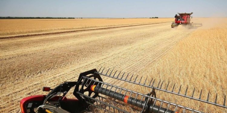 Oficial: Se așteaptă o recoltă de grâu de două ori mai mare, decât este nevoie pentru asigurarea securității alimentare