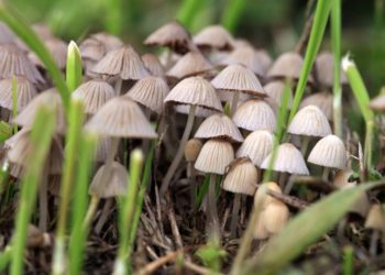 Экстази и галлюциногенные грибы: в Австралии легализовали психоделическое лечение депрессии