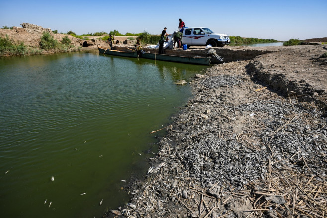 Tone de peşti morţi pe malurile unui râu din Irak: „O catastrofă care ar putea avea legătură cu clima” | FOTO