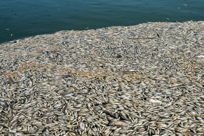 Tone de peşti morţi pe malurile unui râu din Irak: „O catastrofă care ar putea avea legătură cu clima” | FOTO