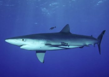 Un rechin a fost văzut pe insula grecească Zakynthos, una dintre cele mai populare stațiuni ale moldovenilor