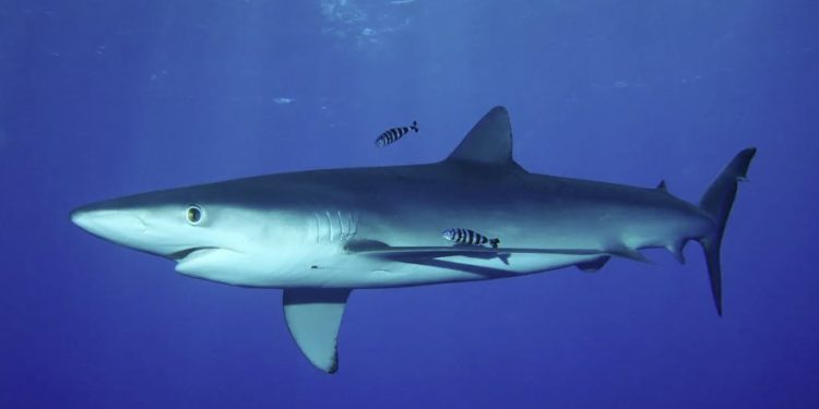 Un rechin a fost văzut pe insula grecească Zakynthos, una dintre cele mai populare stațiuni ale moldovenilor