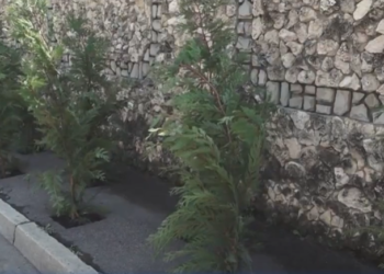 Tuie plantată direct pe trotuare. Locuitorii unui cartier din sectorul Telecentru al Capitalei, privați de posibilitatea de a se deplasa în siguranță | VIDEO