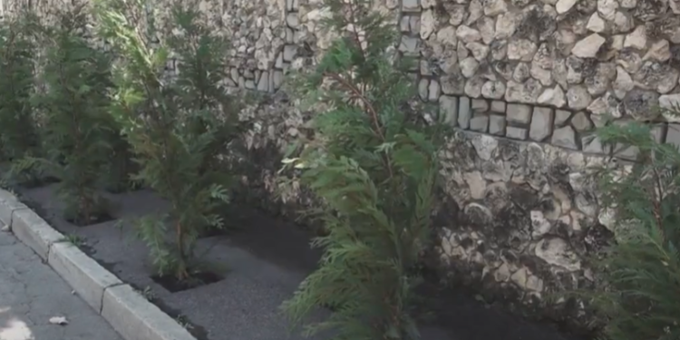 Tuie plantată direct pe trotuare. Locuitorii unui cartier din sectorul Telecentru al Capitalei, privați de posibilitatea de a se deplasa în siguranță | VIDEO