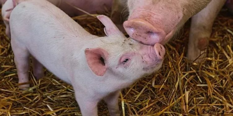 Африканская чума свиней: новые случаи в Кагульском районе