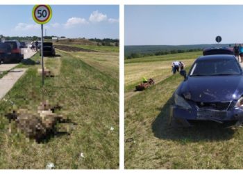 Șoferul unui Lexus a intrat într-o turmă de oi. 29 de animale au murit | VIDEO