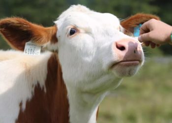 O bovină a fost salvată la Orhei după ce a căzut într-o fântână | VIDEO