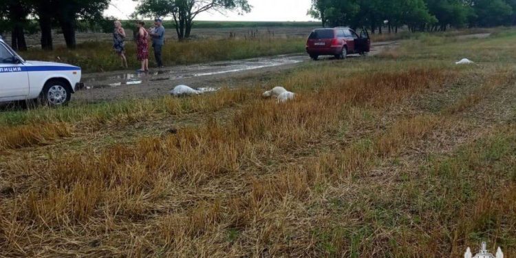 В Слободзейском районе погибли за день 38 коз