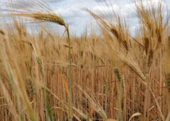 Официально: В этом году Молдова намерена экспортировать до 800 тысяч тонн пшеницы