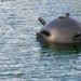 На румынском курорте предположительно взорвалась морская мина