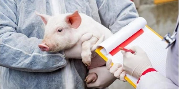 Pesta porcină africană: Focare în Moldova și mai multe țări europene. Situația din ultima lună