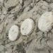 Trei mine antitanc, de pe timpul celui de-al Doilea Război Mondial, depistate pe malul râului Prut