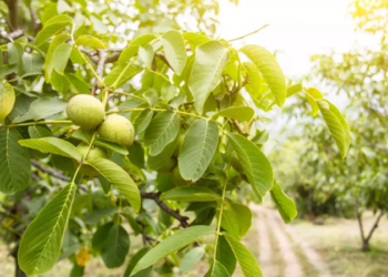 Mergi la cules nuci? Atenție la pericolele mortale din jur: Recomandările distribuitorului de curent electric