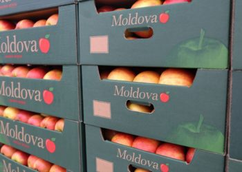 Agricultorii moldoveni ar putea rămâne cu 500 de mii de tone de mere pe câmpuri, din cauza că nu vor avea unde să le exporte. Avertizările ex-vice-ministrului Agriculturii