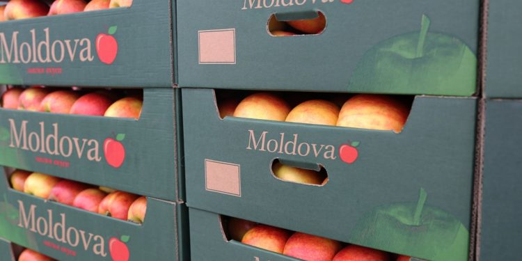 Agricultorii moldoveni ar putea rămâne cu 500 de mii de tone de mere pe câmpuri, din cauza că nu vor avea unde să le exporte. Avertizările ex-vice-ministrului Agriculturii