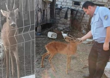Un căprior, ținut în captivitate la Orhei! Poliția a pornit o anchetă