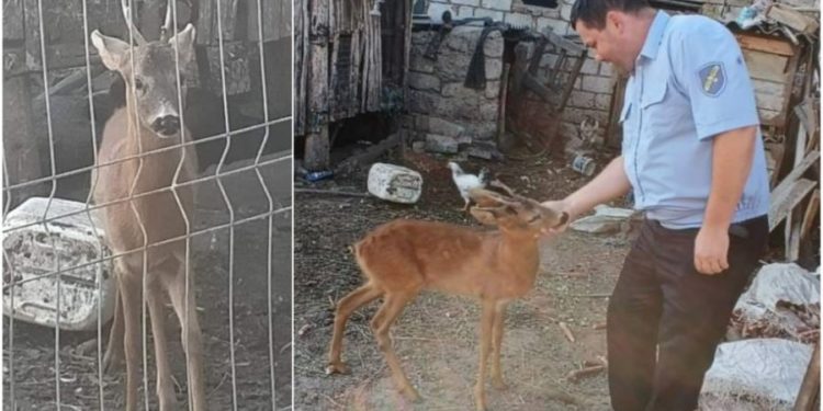 Un căprior, ținut în captivitate la Orhei! Poliția a pornit o anchetă
