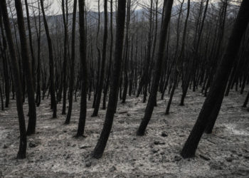 Pădurile nu vor mai putea fi refăcute: Incendiile din nordul Greciei au produs cel mai mare dezastru din UE