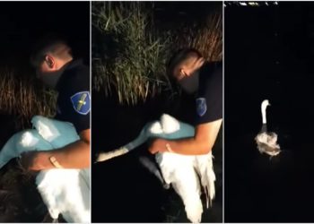 O lebădă a fost salvată după ce s-a pierdut în cartierul Poșta Veche din Capitală. Vietatea a fost eliberată pe lacul din comuna Grătiești | VIDEO