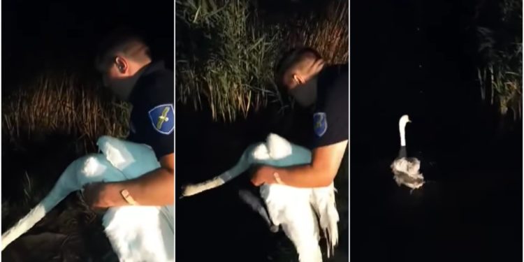 O lebădă a fost salvată după ce s-a pierdut în cartierul Poșta Veche din Capitală. Vietatea a fost eliberată pe lacul din comuna Grătiești | VIDEO