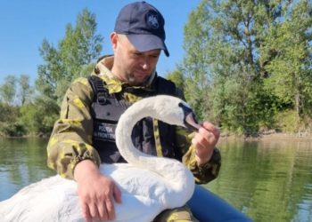 Intervenție mai puțin obișnuită: O lebădă blocată într-un plastic, salvată de polițiștii de frontieră