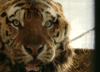 România: Un bărbat a fost mușcat de un tigru la Grădina Zoologică din Bârlad după ce a băgat piciorul în cușca animalului