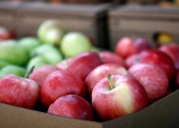 Țara noastră rămâne dependentă de piața rusească la exportul de mere. Ce producție este estimată în acest an