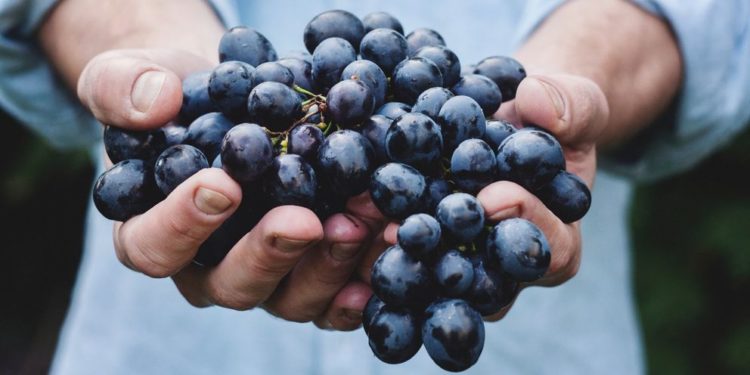 Ministerul Agriculturii: Preţul orientativ de achiziţionare a strugurilor pentru vin este de 6 lei 50 de bani per kilogram | VIDEO
