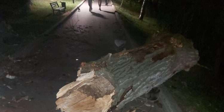 В одном из столичных парков упало дерево