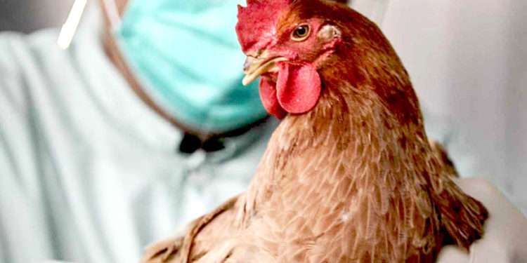 Угроза распространения птичьего гриппа в Молдове: рекомендации НАПБ