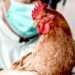 Угроза распространения птичьего гриппа в Молдове: рекомендации НАПБ