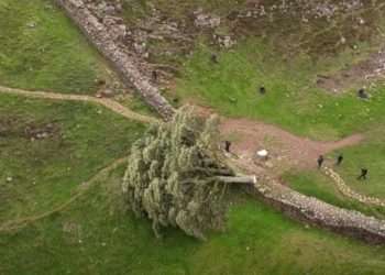В Британии вандалы спилили „дерево Робин Гуда”, полиция начала расследование