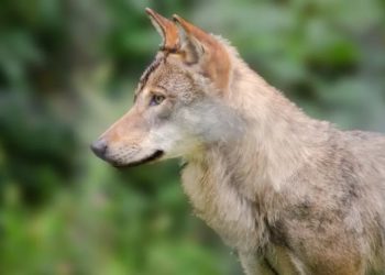 Еврокомиссия пересмотрит защищенный статус волков