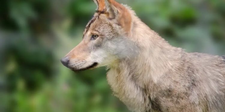 Еврокомиссия пересмотрит защищенный статус волков