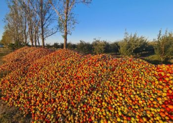 «Эти фрукты идут на переработку». Представители Ассоциации «Молдова фрукт» прокомментировали, фото груд яблок на обочине в Единецком районе | VIDEO