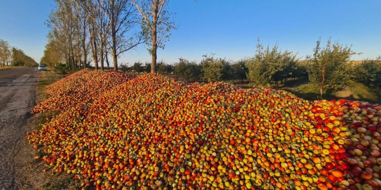 „Эти фрукты идут на переработку”. Представители Ассоциации „Молдова фрукт” прокомментировали, фото груд яблок на обочине в Единецком районе | VIDEO