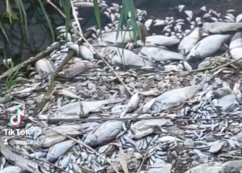 Массовая гибель рыбы в Дубоссарском районе. Что говорят экологи