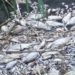 Массовая гибель рыбы в Дубоссарском районе. Что говорят экологи