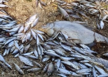 Сброс химических веществ – одна из причин массовой гибели рыбы на реке Ягорлык