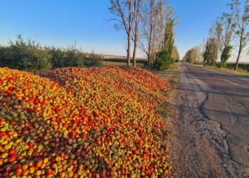В Единецком районе заметили груды яблок на обочине дороги. Что с ними будут делать