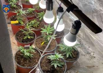 Marijuana de 2.500.000 lei, crescută în locații din proximitatea zonei de frontieră și pusă în realizare la Chișinău. Patru reținuți