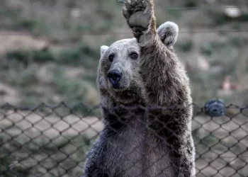 Urs împușcat în curtea unui liceu din România. Decizia a fost luată în timp ce sute de elevi se aflau la cursuri