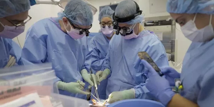 Reușită istorică în medicină: Un rinichi de porc a funcţionat normal în corpul unui bărbat timp de două luni