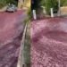 Incident mai puțin obișnuit: Un oraș din Portugalia a fost inundat cu 2,2 milioane de litri de vin roșu | VIDEO