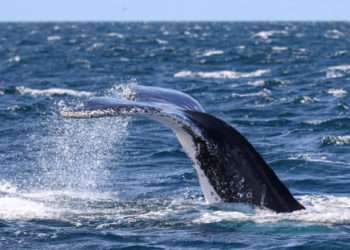 Un bărbat a murit și unul a fost rănit după ce barca le-a fost lovită de o balenă, în largul Australiei