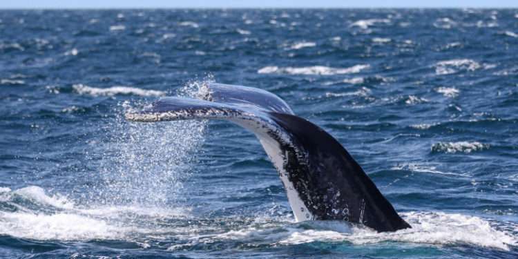 Un bărbat a murit și unul a fost rănit după ce barca le-a fost lovită de o balenă, în largul Australiei