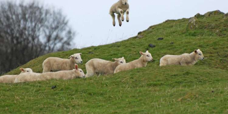 O turmă de oi din Grecia a intrat într-o seră și a mâncat 300 de kilograme de canabis: „Săreau mai sus decât caprele”